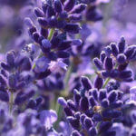 Lavender - anti-inflammatory