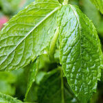 Peppermint - relieve muscle and nerve pain
